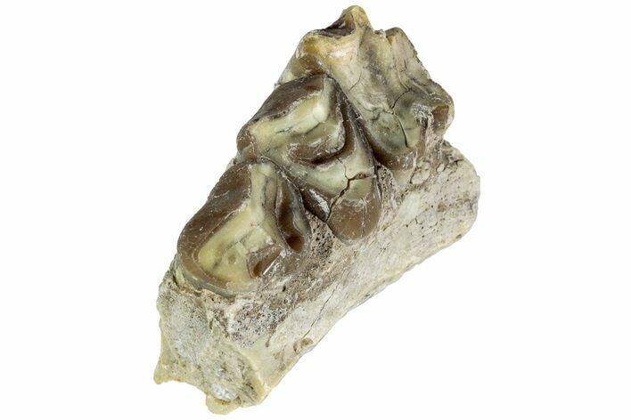 Oreodont (Merycoidodon) Jaw Section - South Dakota #215922
